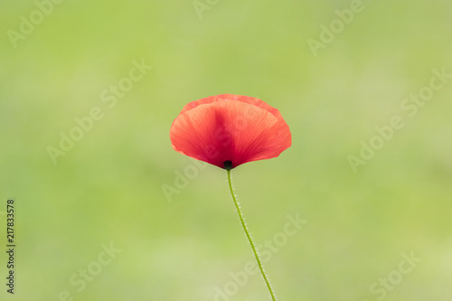 Beautiful poppy on a green background photo