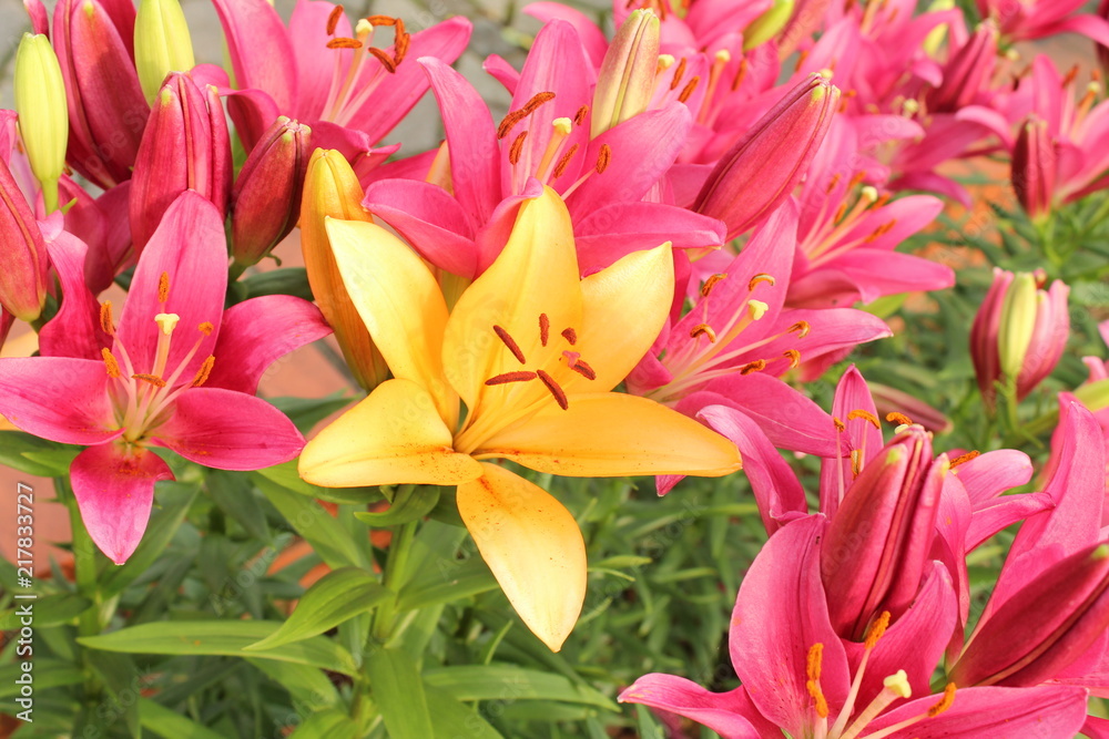 ユリの花 ユリの花
