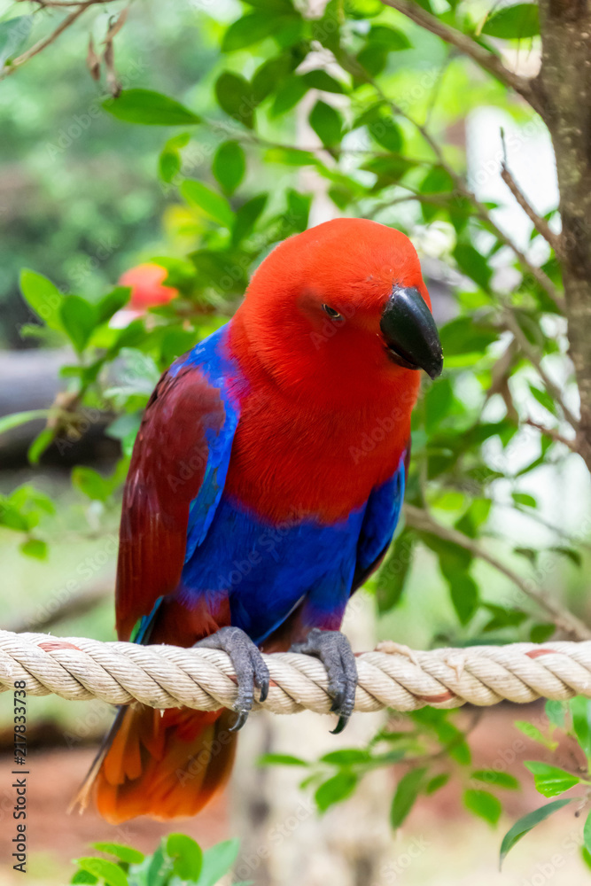 Color of Eclectus Parrot.