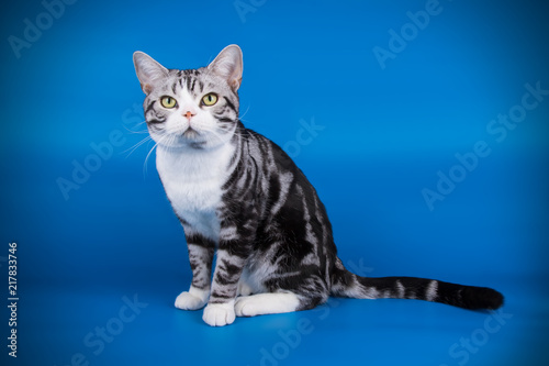 studio photography of an American shorthair cat on colored backgrounds