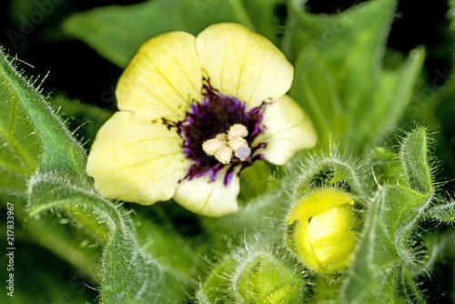 white henbane, medicinal plant and drug photo