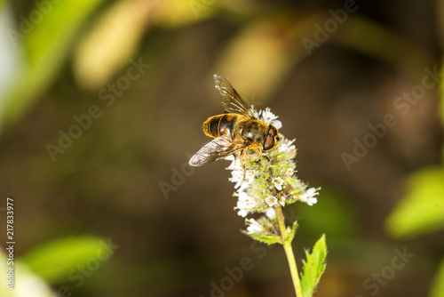 hover-fly on a flower of a peppermint © hjschneider