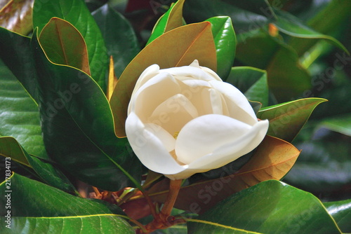In the land of Magnolias.