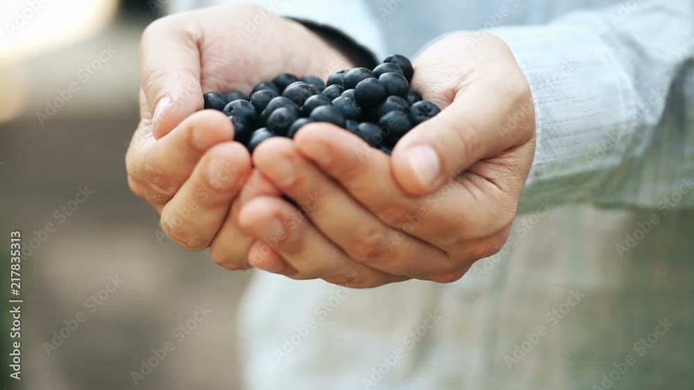 Aronia. Chokeberry in man hand Aronia. Chokeberry in man hand