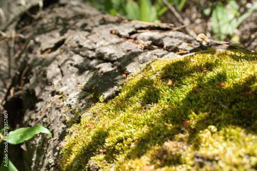 Green moss on a tree