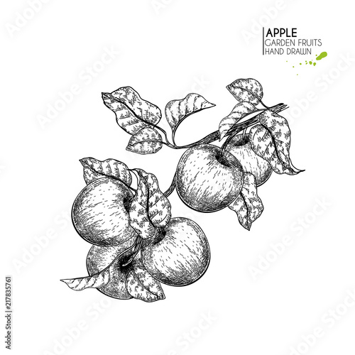 Hand drawn apple branch. Vector engraved illustration. Juicy natural fruit. Food healthy ingredient. For cooking, cosmetic package design, medicinal herb, treating, healt care.