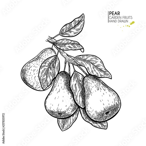 Hand drawn pear branch. Vector engraved illustration. Juicy natural fruit. Food healthy ingredient. For cooking, cosmetic package design, medicinal herb, treating, healt care.