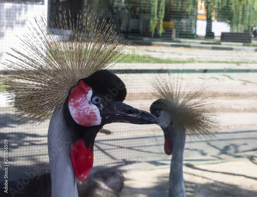 The gray crowned crane in the zoo. Bird of the Crane photo