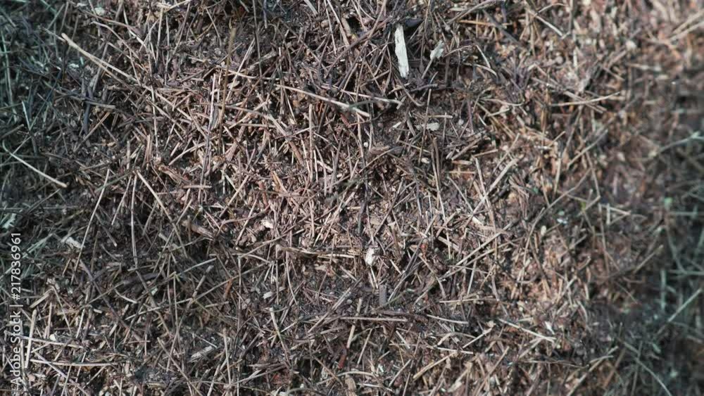 Very big ant hill in the dense wood with a set of ants Very big ant hill in the dense wood with a set of ants