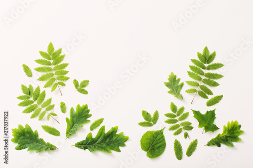 green leaves on paper background