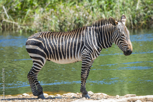 Zebra South Africa Safari