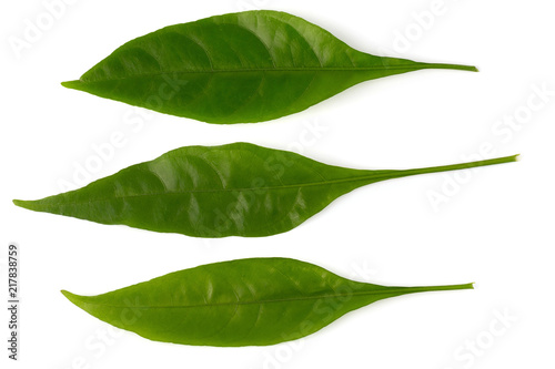 Pseuderanthemum palatiferum (Nees) Radlk, green leaves are medicinal herbs photo