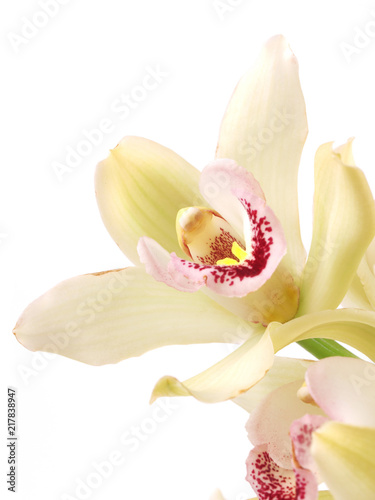 Flower orchid