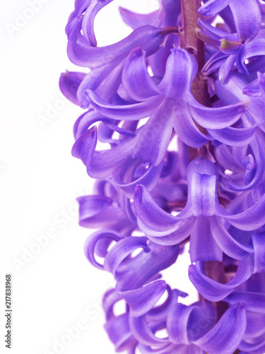 Flower hiacinth