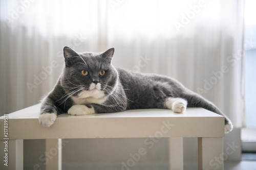 Cute British short hair cat, shot indoors