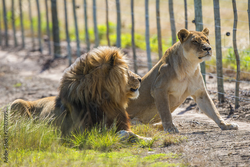 Lion South Africa Safari