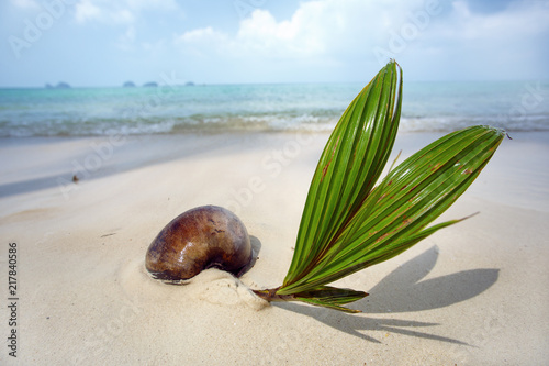 Young coconut on the tropical beach