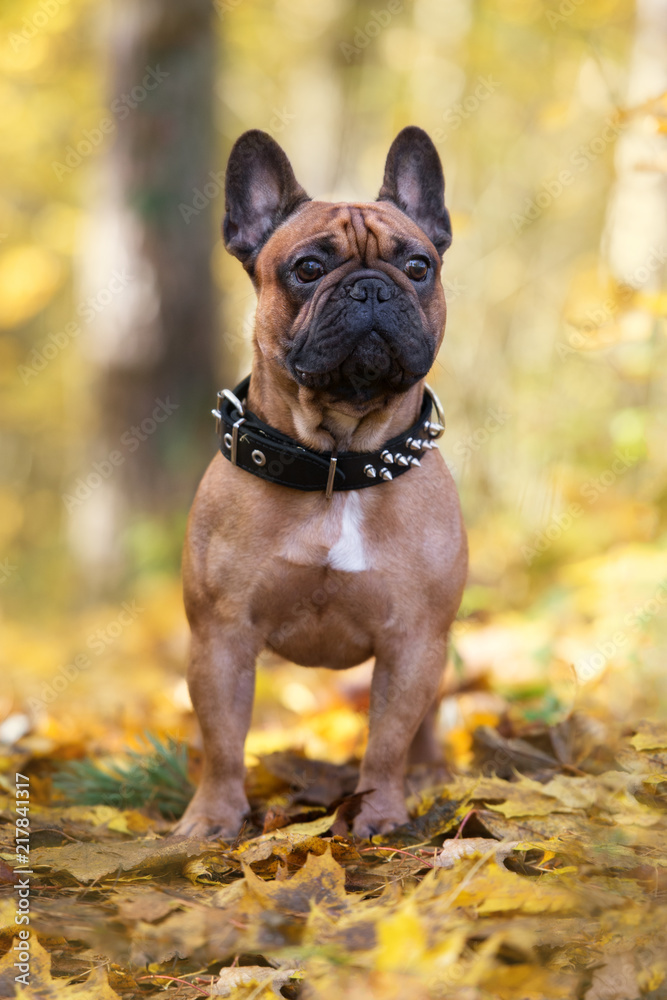 beautiful french bulldog posing outdoors in autumn