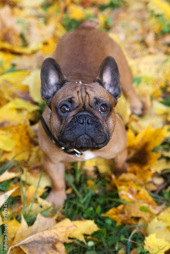 french bulldog posing in autumn