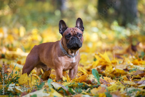 Canvas Print beautiful french bulldog posing outdoors in autumn