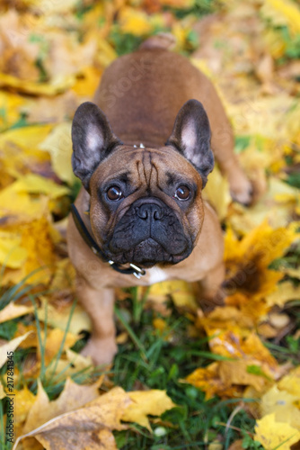 french bulldog posing in autumn
