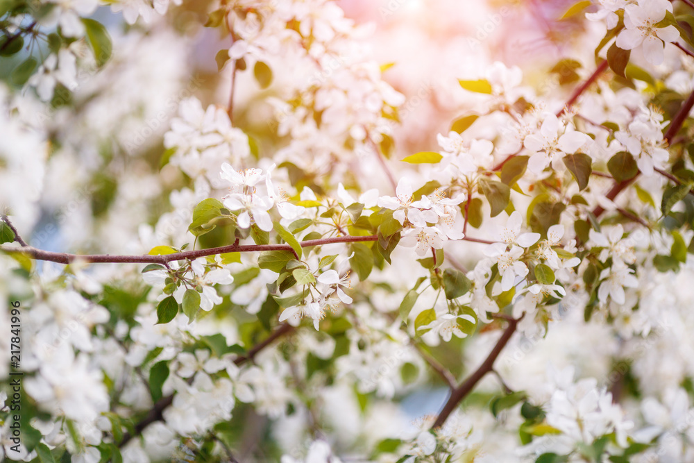 Branch of spring apple tree with white flowers, blooming background