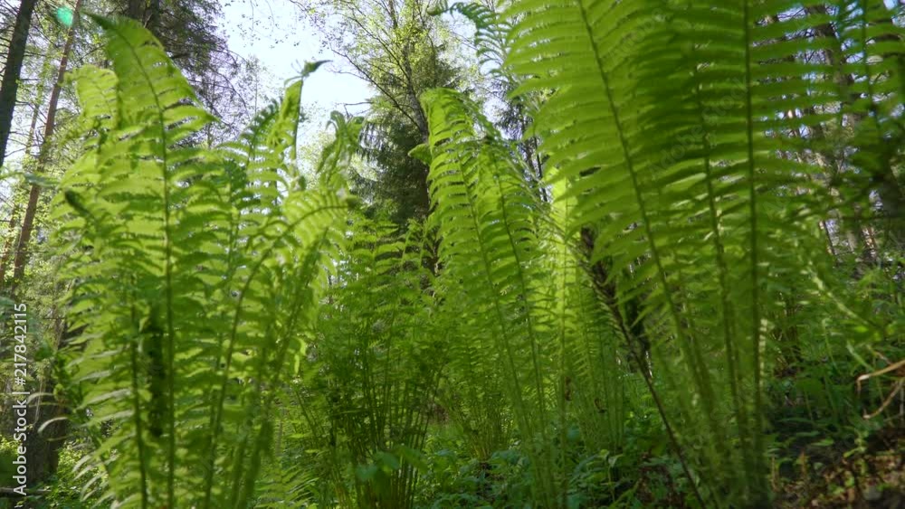 19076_Thick_leaves_and_stems_of_the_fern_plants.mov 19076_Thick_leaves_and_stems_of_the_fern_plants.mov