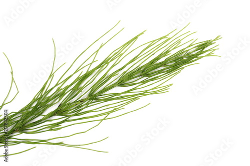 Horsetail (Equisetum arvense), fern, isolated on white background, top view