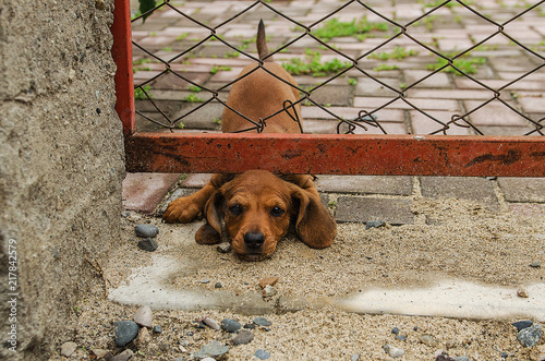 little dachshund puppy stuck his head under the fence