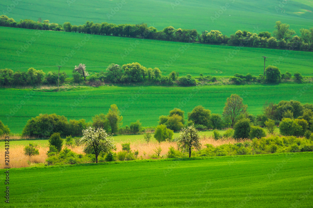 Fields and trees at spring near Zdislavice, Czech Republic