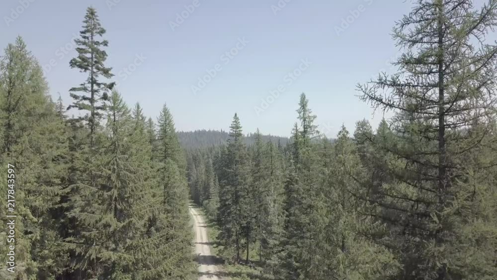 Drone Descending in Forest With Fir Trees on Both Sides of Dirt Road Drone Descending in Forest With Fir Trees on Both Sides of Dirt Road