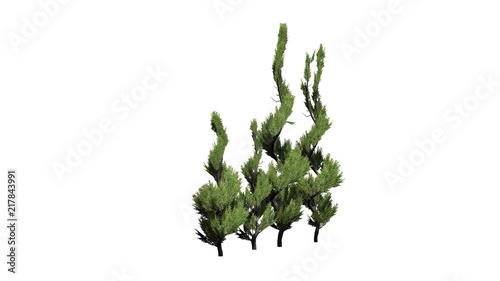 several different ones Juniper topiary trees - isolated on white background - 3D illustration