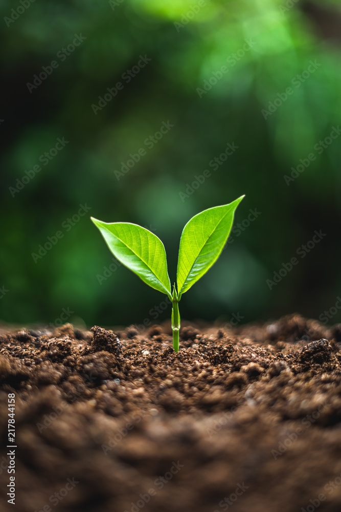 Naklejka premium drzewo roślin w neutralnym tle Close-Up Of Fresh Green Plant