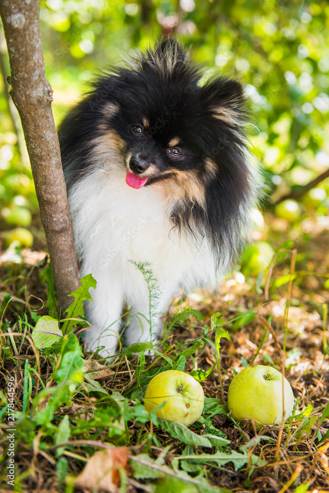 Obraz premium Pomeranian spitz dog on a walk under a tree with apples. Fluffy puppy of pomeranian spitz. Dog on green grass in summer park