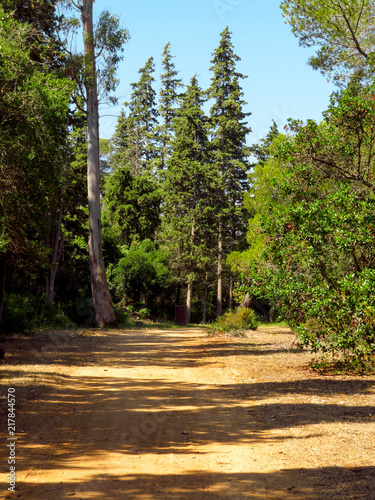 Road in a forest