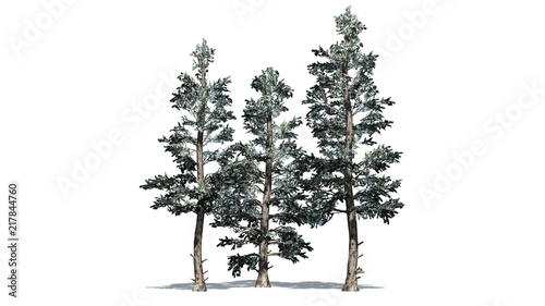 Colorado Blue Spruce winter tree cluster - isolated on white background