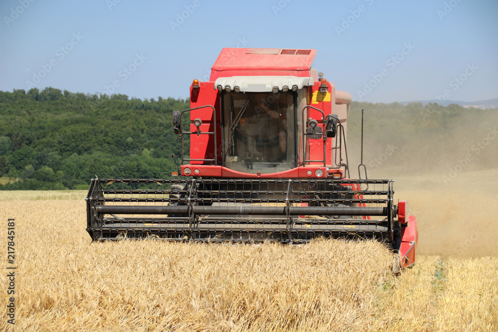 Fototapeta premium Ein Mähdrescher erntet den Weizen