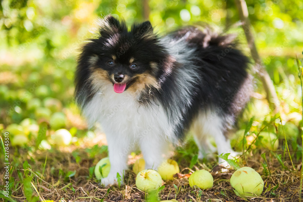 Pomeranian spitz dog on a walk under a tree with apples. Fluffy puppy of pomeranian spitz. Dog on green grass in summer park