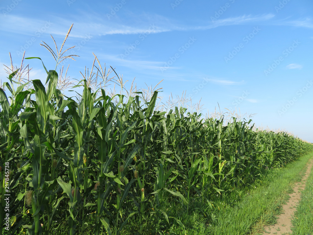 Green corn field on background of blue sky and white clouds. Summer agricultural landscape Green corn field on background of blue sky and white clouds. Summer agricultural landscape