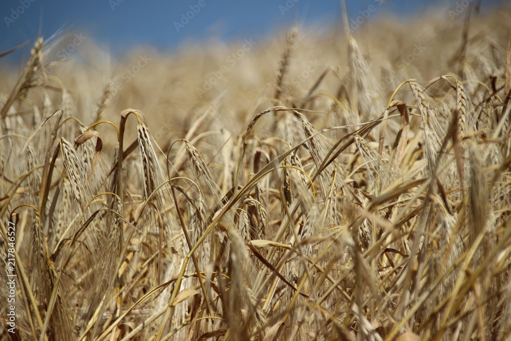 Fototapeta premium reifes Gerstenfeld im Sommer