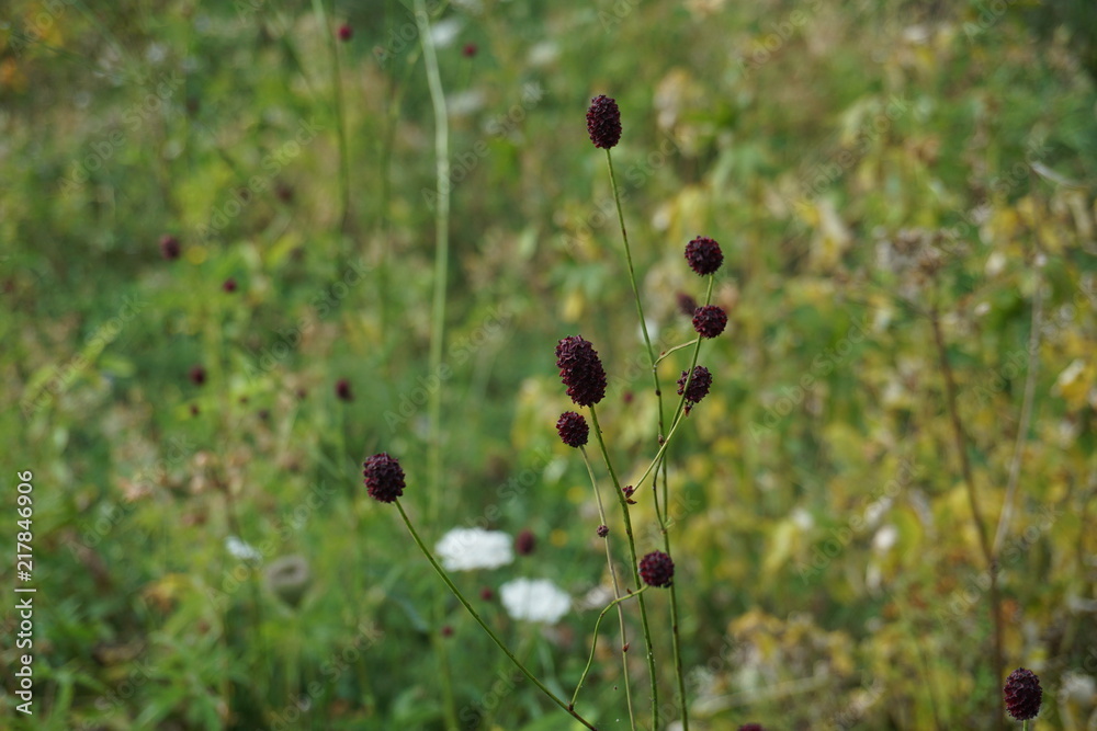 Blume Blume