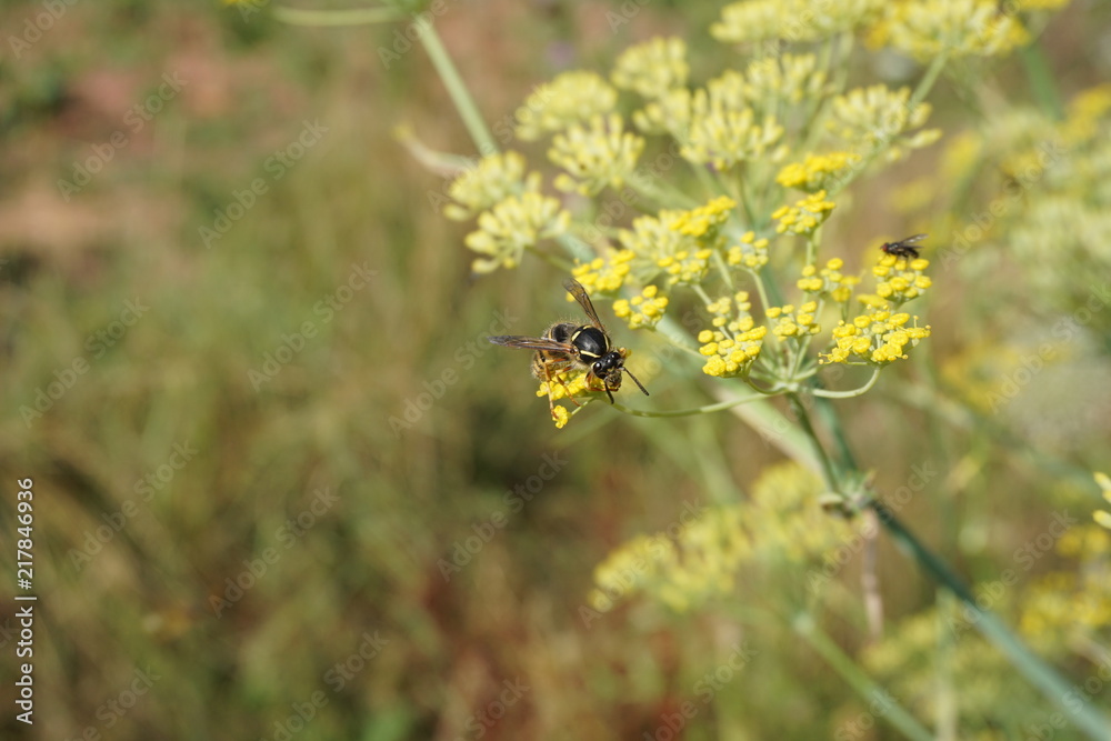 Obraz premium Wespe, Insekten