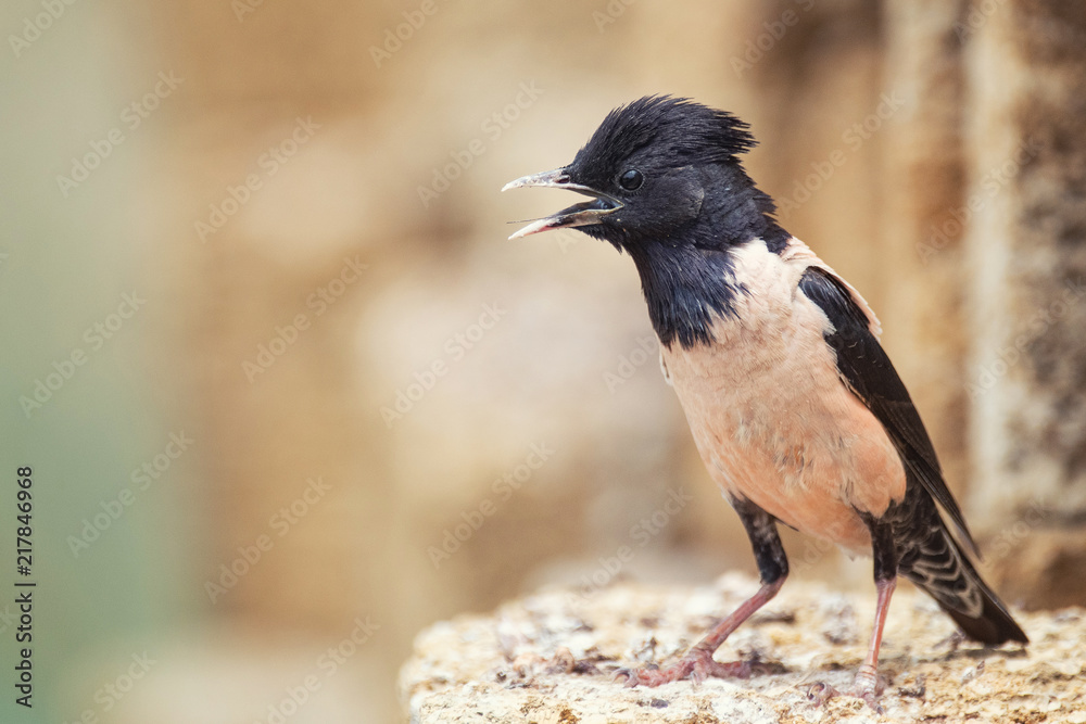 Rosy Starling (Sturnus roseus) stands on a stone Rosy Starling (Sturnus roseus) stands on a stone