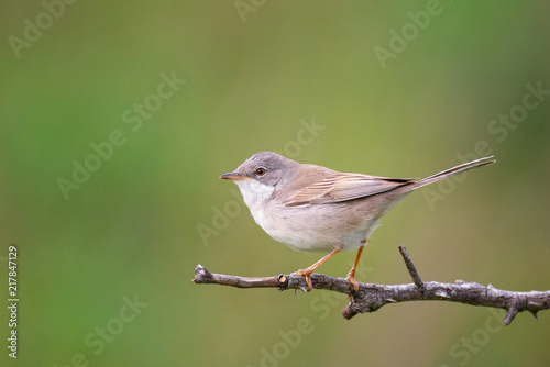 Whitethroat (Sylvia communis) sitting on a stick on a beautiful background