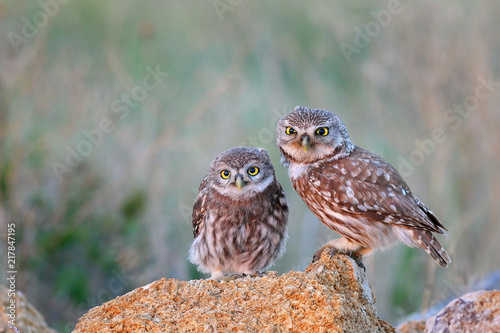 The little owl (Athene noctua) with his chick standing on a stone