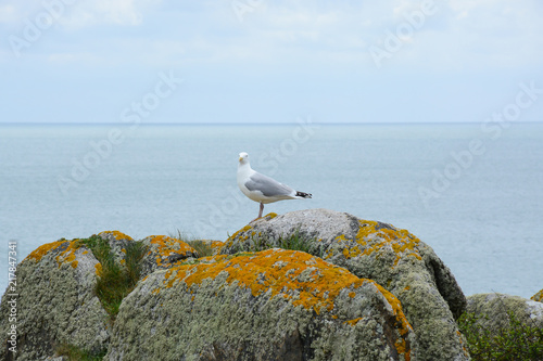 Goéland argenté 