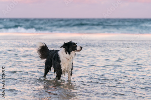 Dog Life
