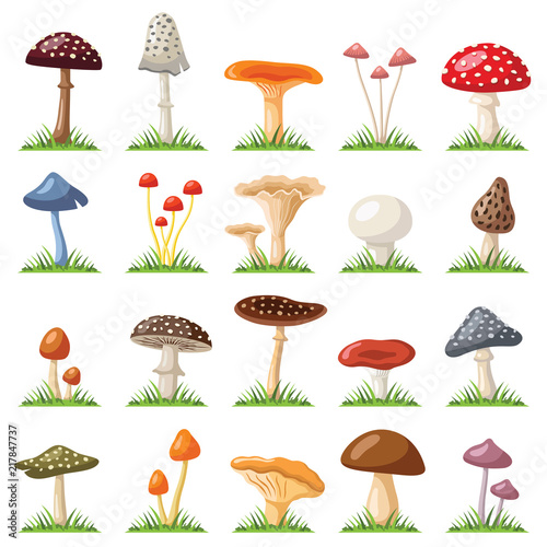 Mushroom and toadstool collection - vector color illustration