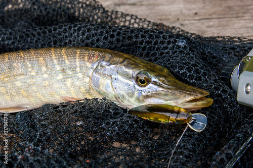 Freshwater pike with fishing lure in mouth and fishing equipment lies on black fishing net..