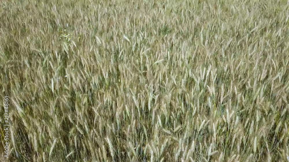 Wheat Field at Sunrise, Top View. Drone shot: Ears of wheat swaying at the wind at sunny morning. Harvest and Crop concept Wheat Field at Sunrise, Top View. Drone shot: Ears of wheat swaying at the wind at sunny morning. Harvest and Crop concept